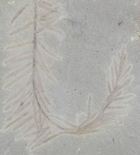 Metasequoia (Dawn Redwood) Fossil Plate - Montana #52195